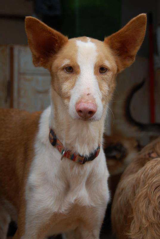 Ziggy, sponsored by Kath Sibley