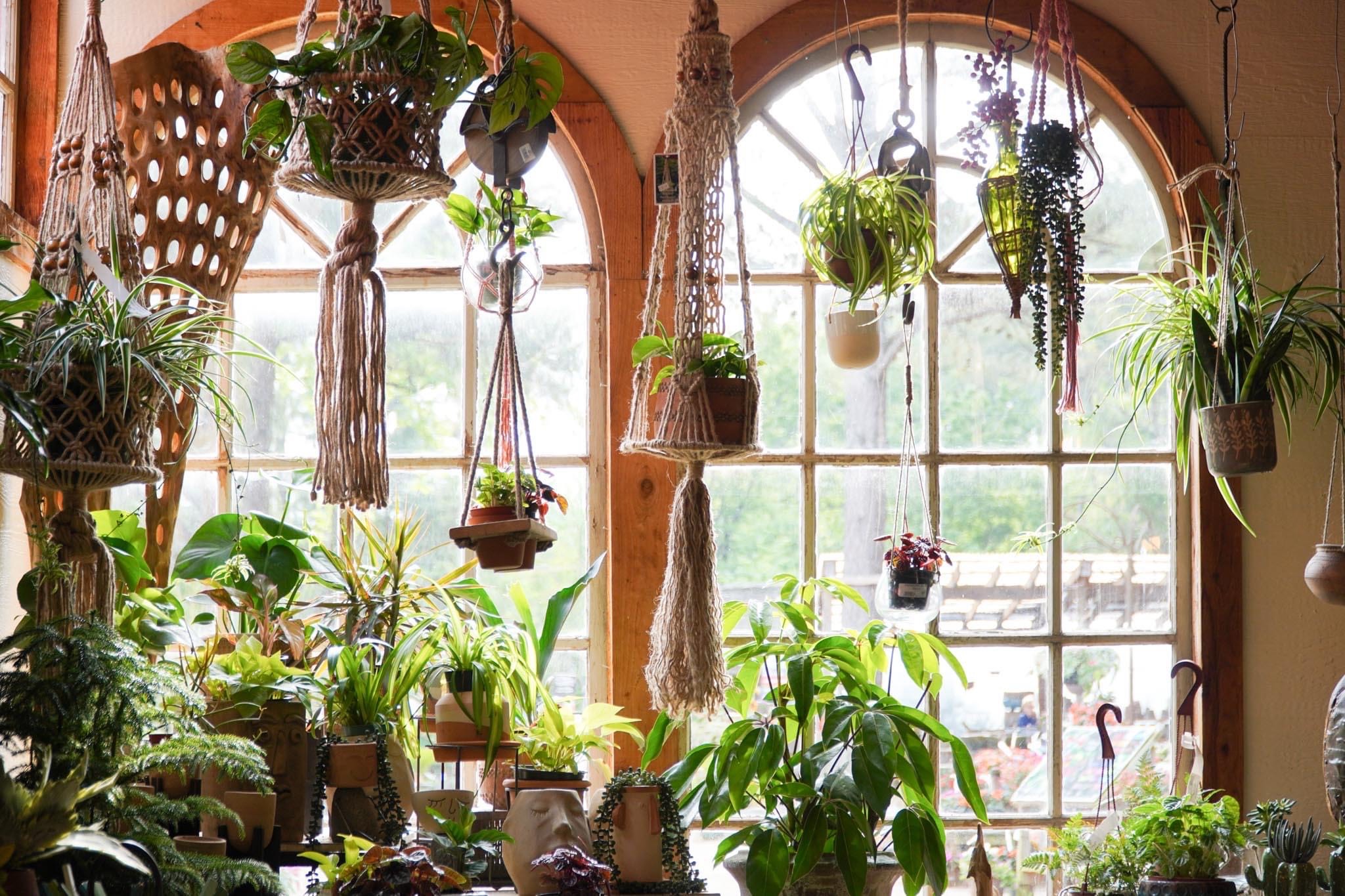 Let There Be Light Houseplant Lighting Explained Good Earth Garden