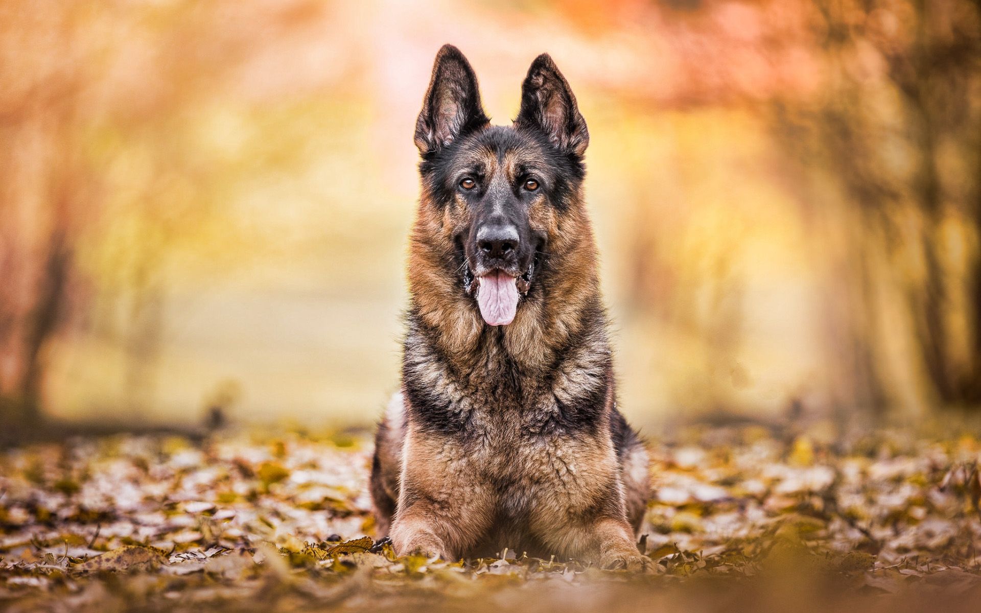 Is a German Shepherd a Good First Dog? The Good German Shepherd