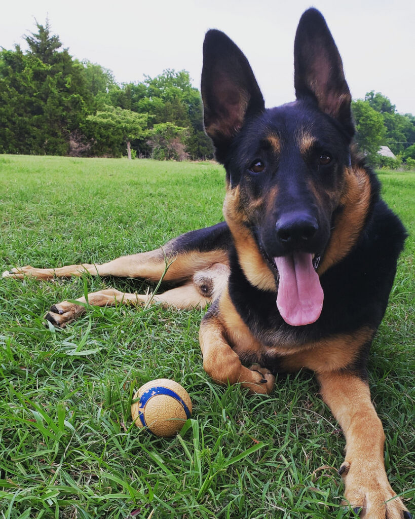 5 Best German Shepherd Rescues in San Antonio (2023) The Good German