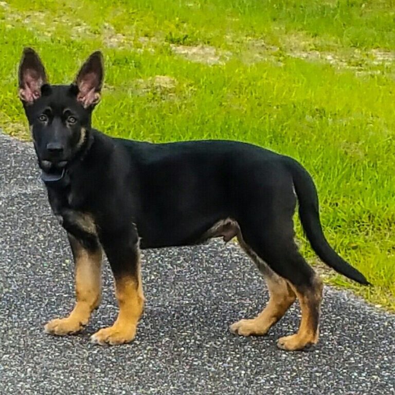 Rare German Shepherd Colors & Markings The Comprehensive List The