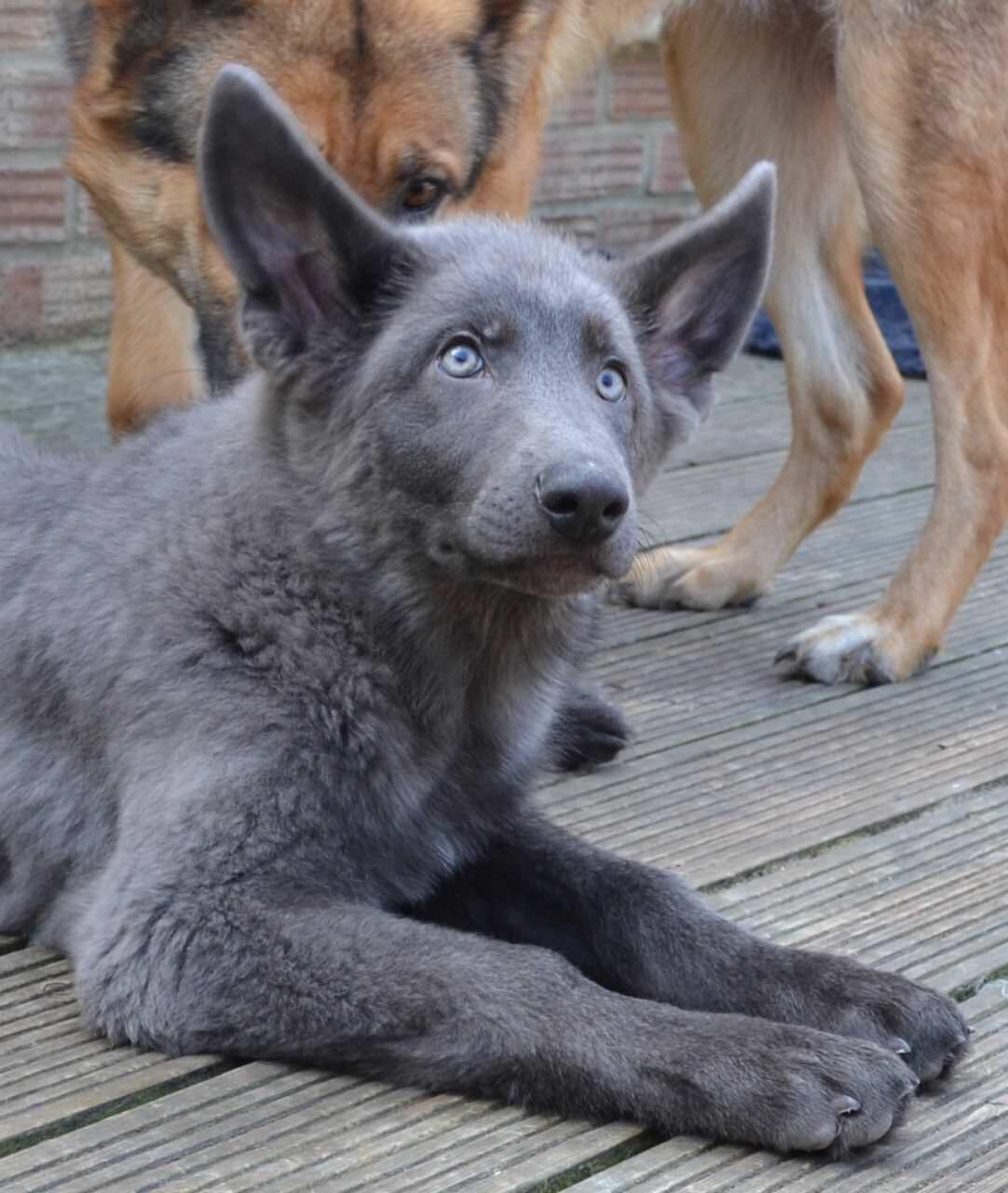Rare German Shepherd Colors & Markings The Comprehensive List The