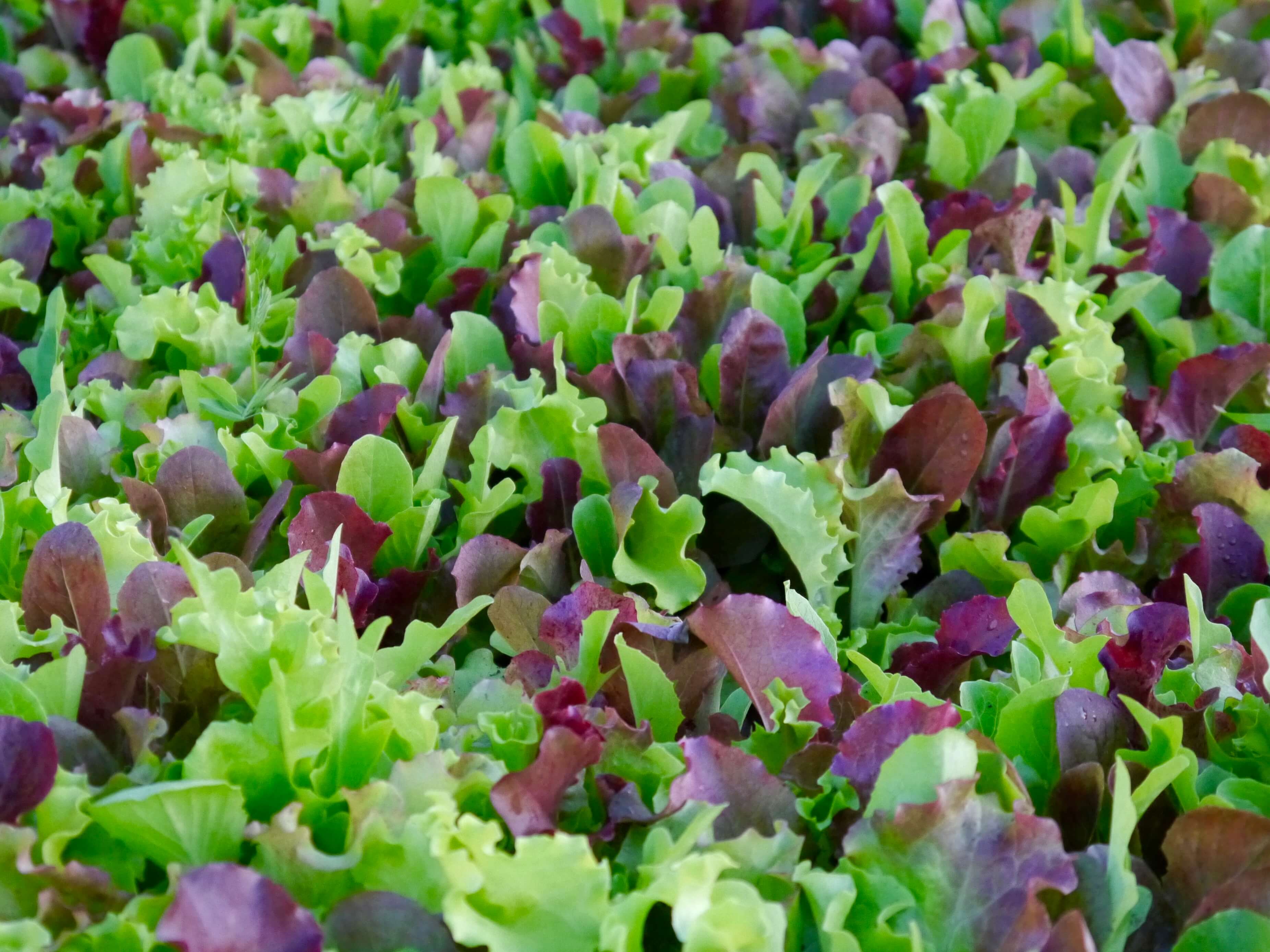 Beyond Lettuce How To Grow Great Mesclun Mix The Good Heart Life