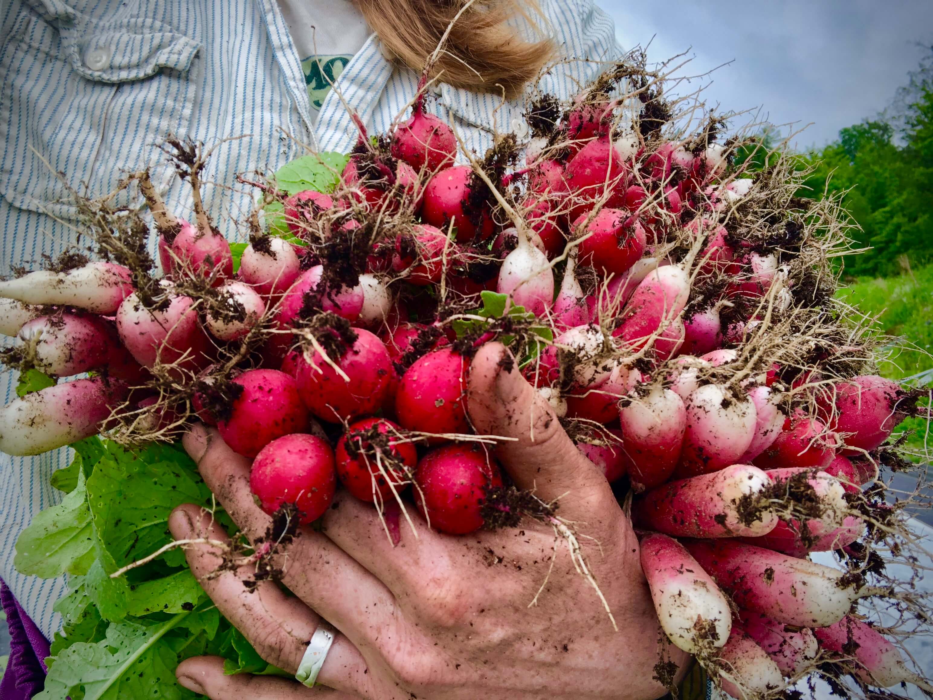 Harvesting organic radishes