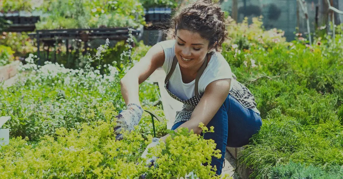 How To Use Alum For Plants The Green Thumb’s Guide