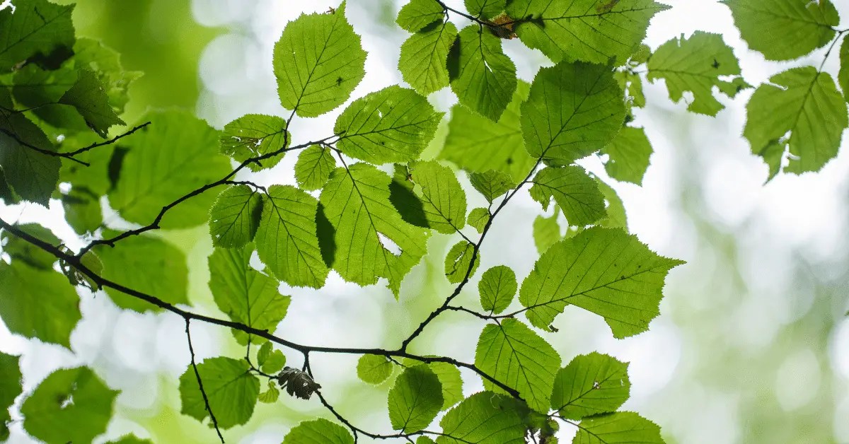 How To Use Alum For Plants The Green Thumb’s Guide