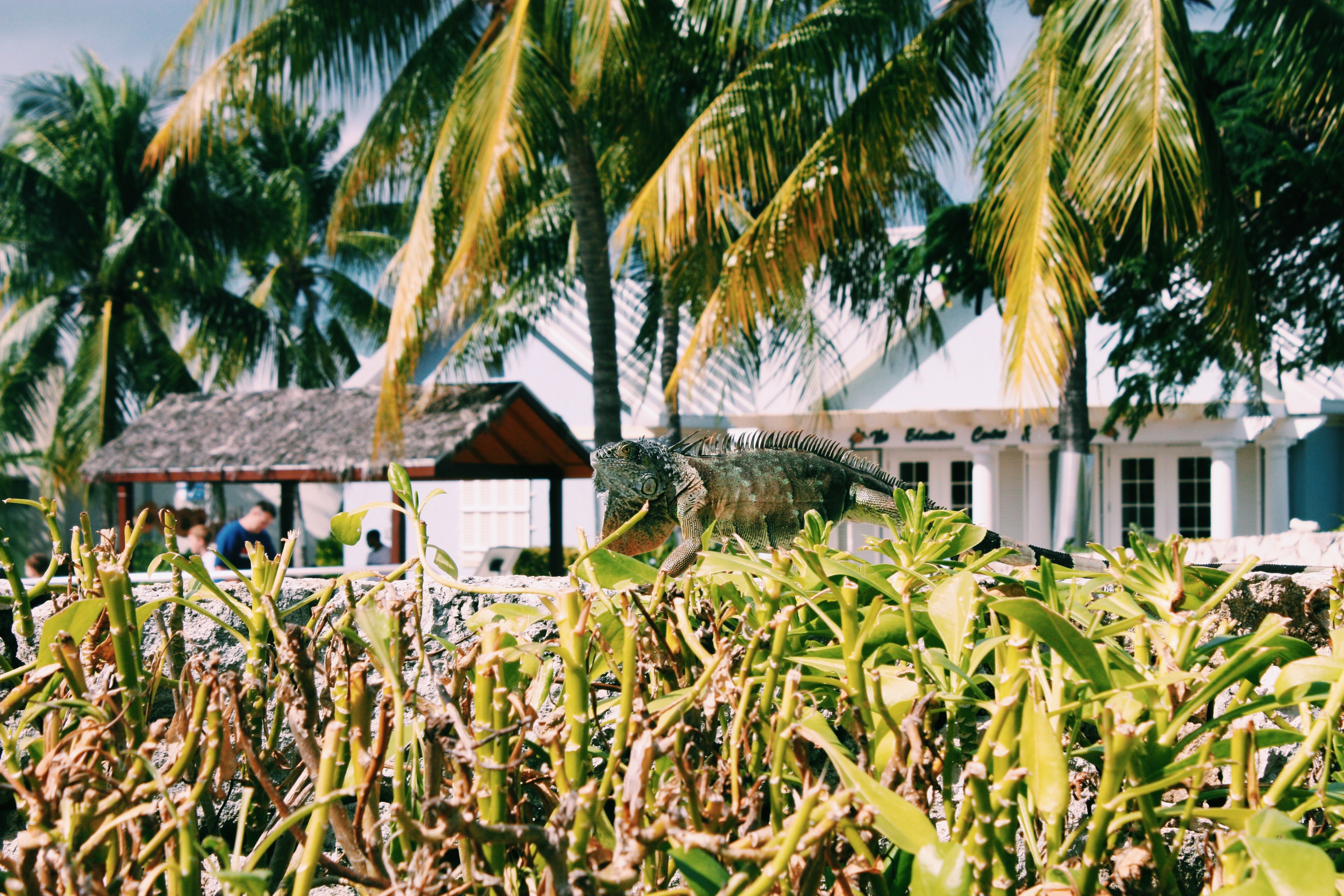 Grand Cayman Turtle Farm The Good Rogue