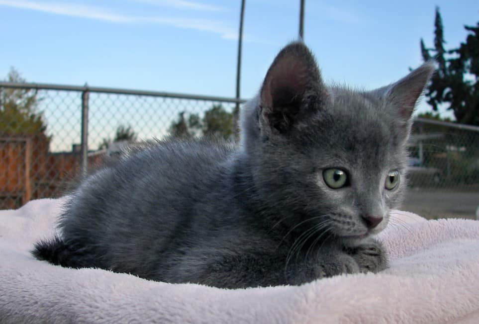 Russian Blue Thegorbalsla