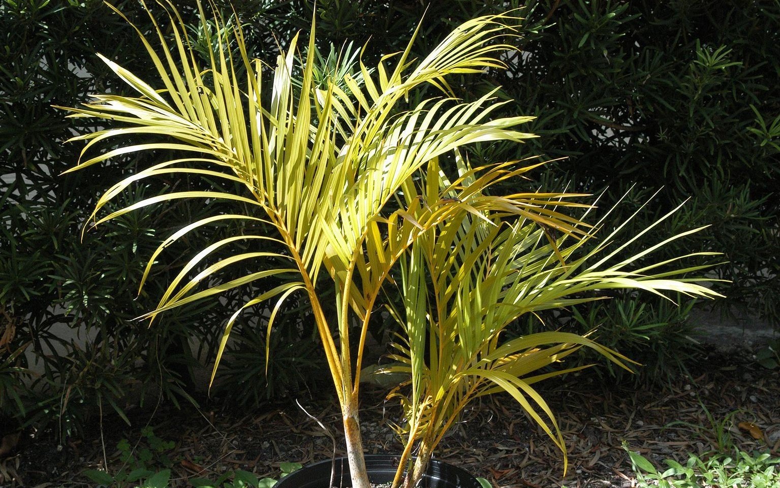 Palem Kuning Thegorbalsla