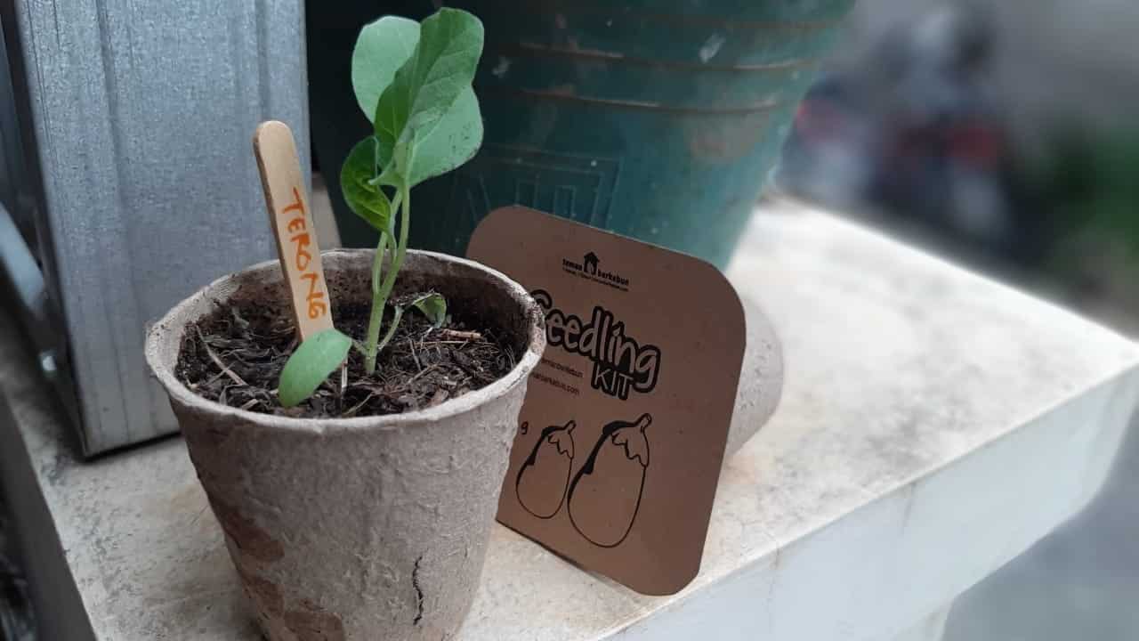 Cara menanam terong ungu dengan bibit Thegorbalsla