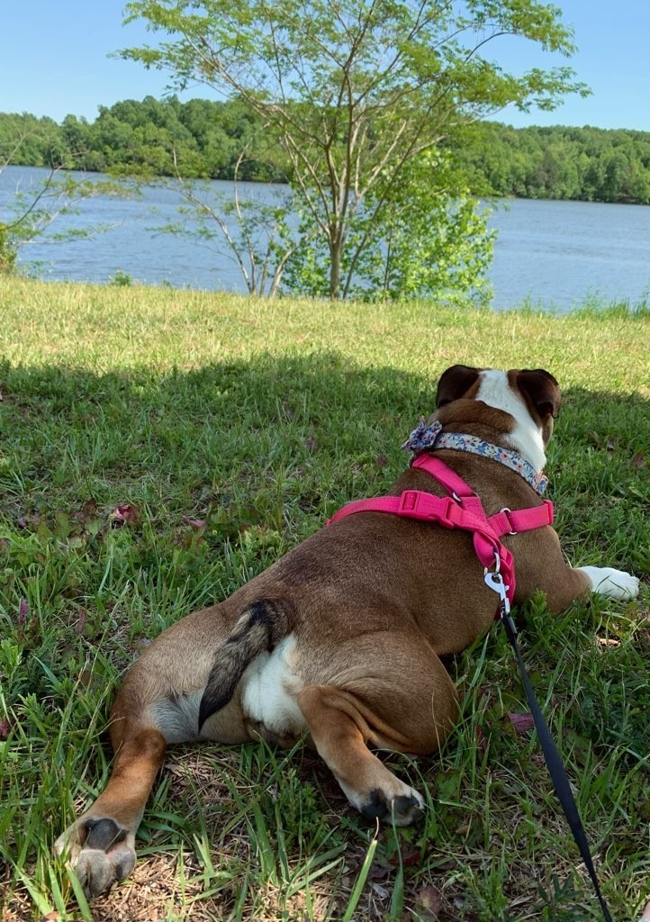 Dog Parks in WinstonSalem Best Dog Parks in WinstonSalem