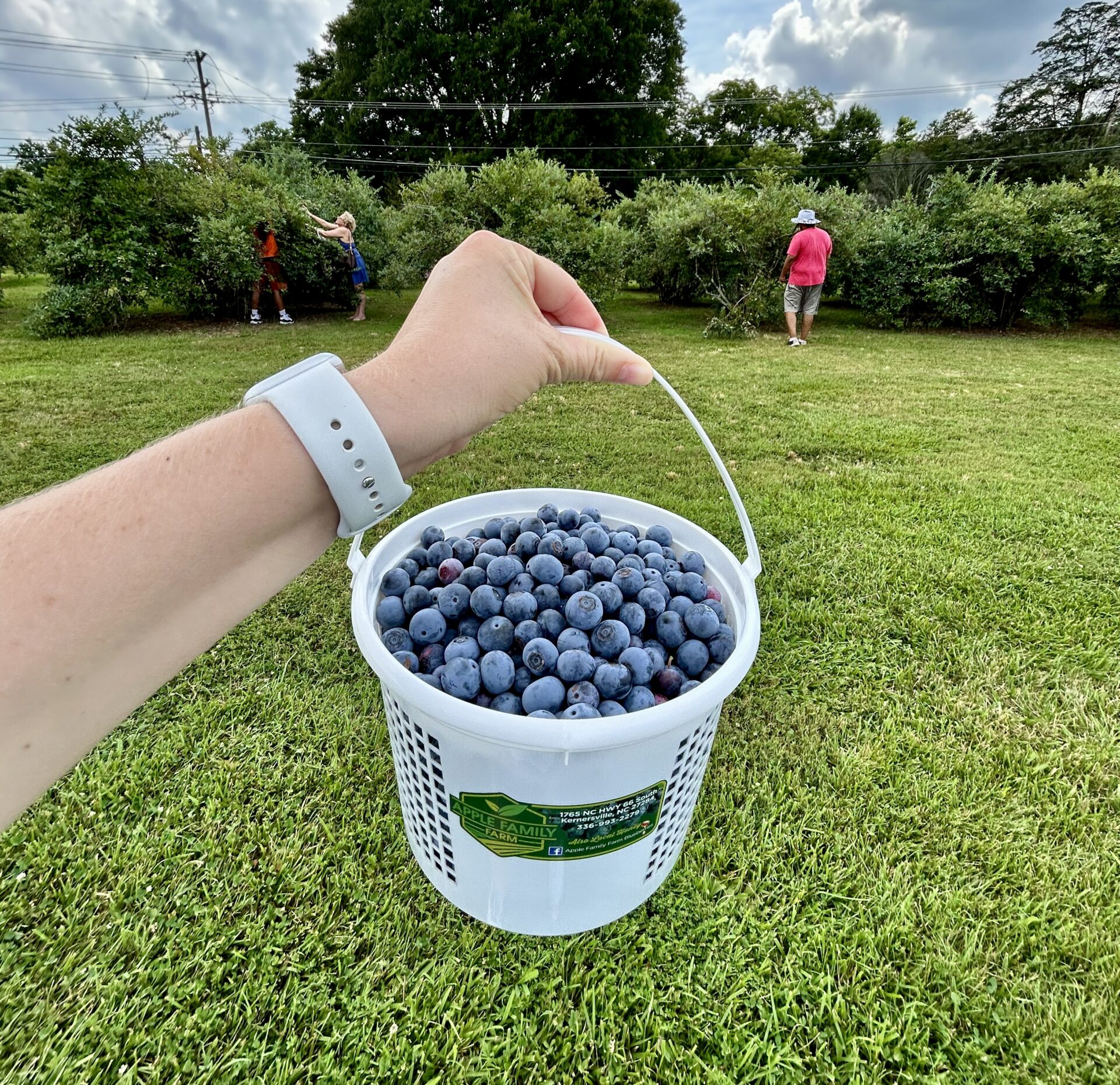 Where to Pick Blueberries Near WinstonSalem and Greensboro The GoTo