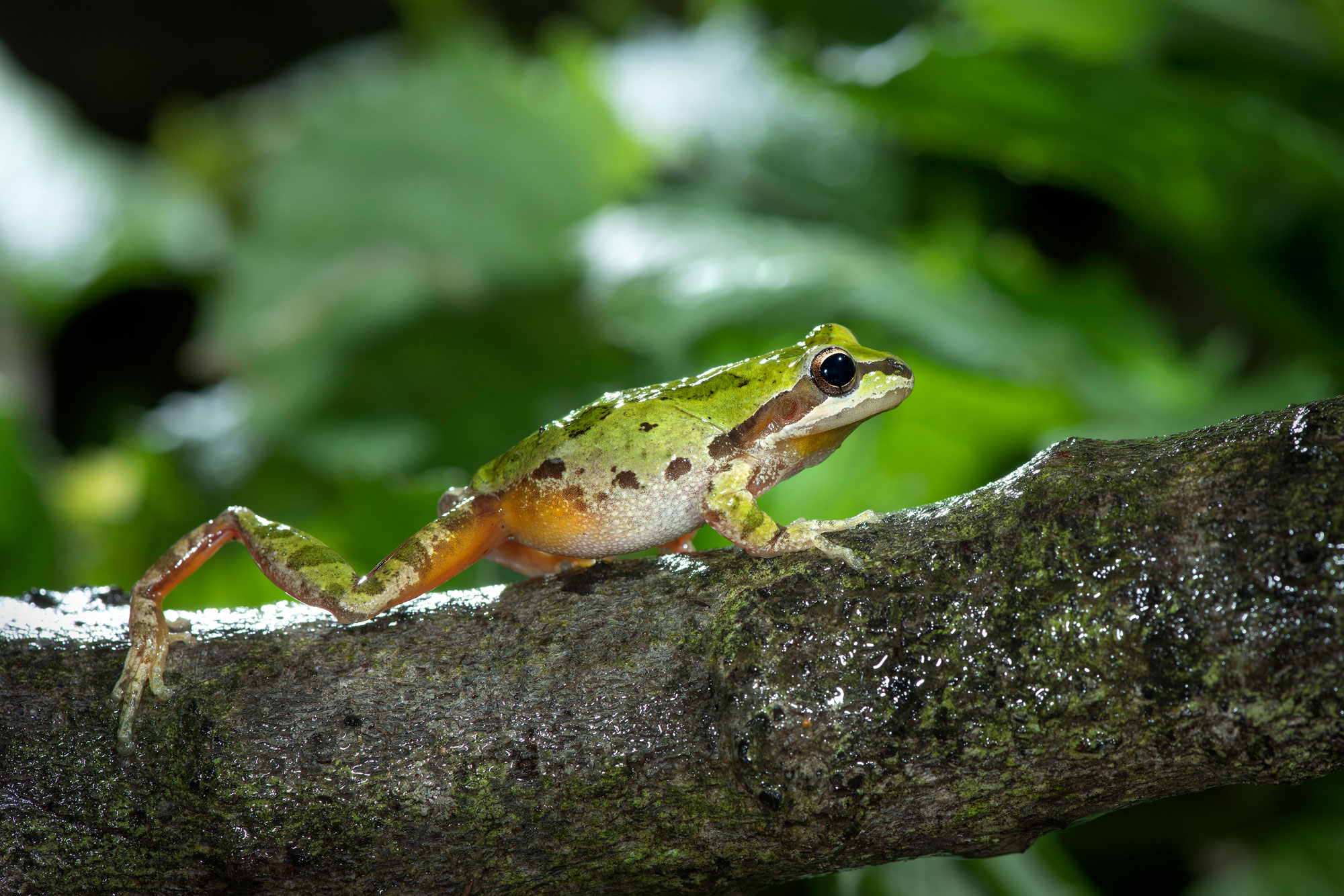 Baja California Tree Frogs Gottlieb Native Garden
