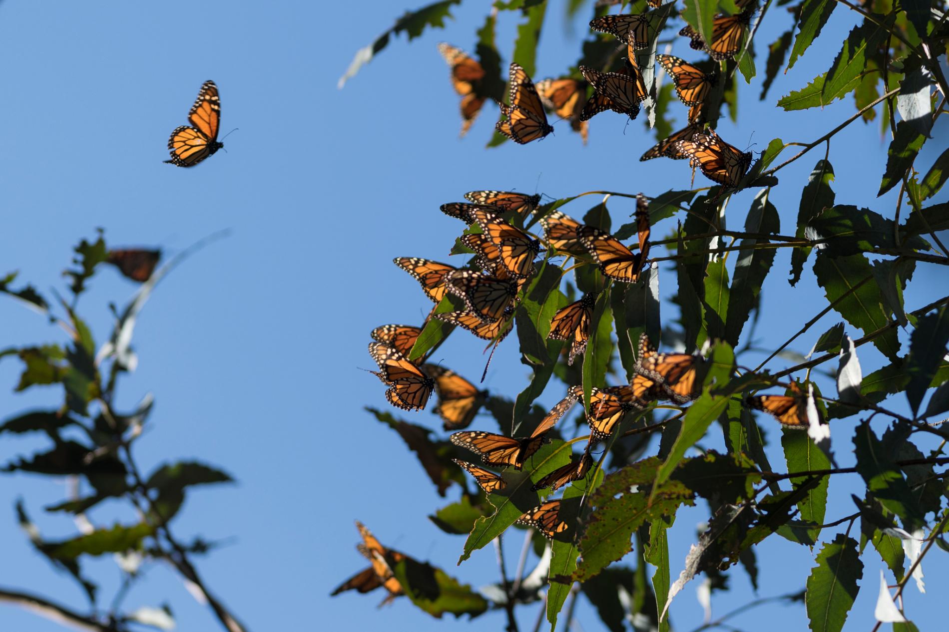 Monarch butterflies denied endangered species listing despite shocking
