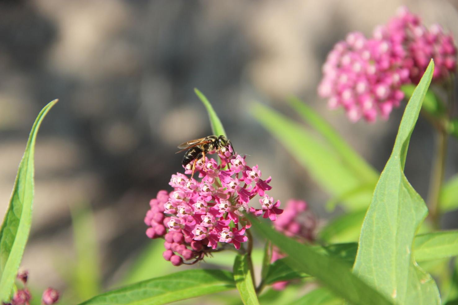 Plant for pollinators Grants available for native plants Gottlieb