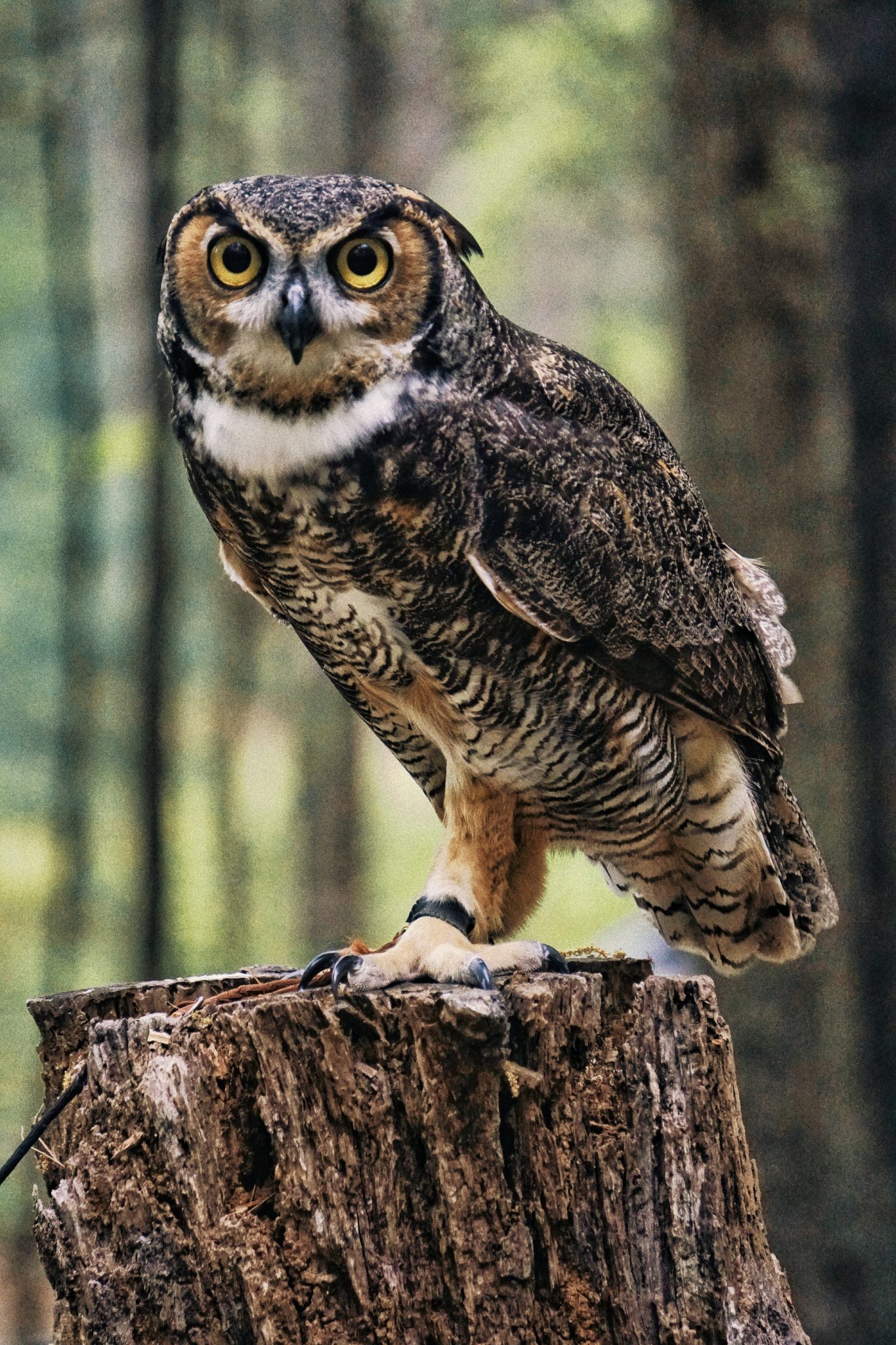 Biologists urgent action to protect California spotted owls