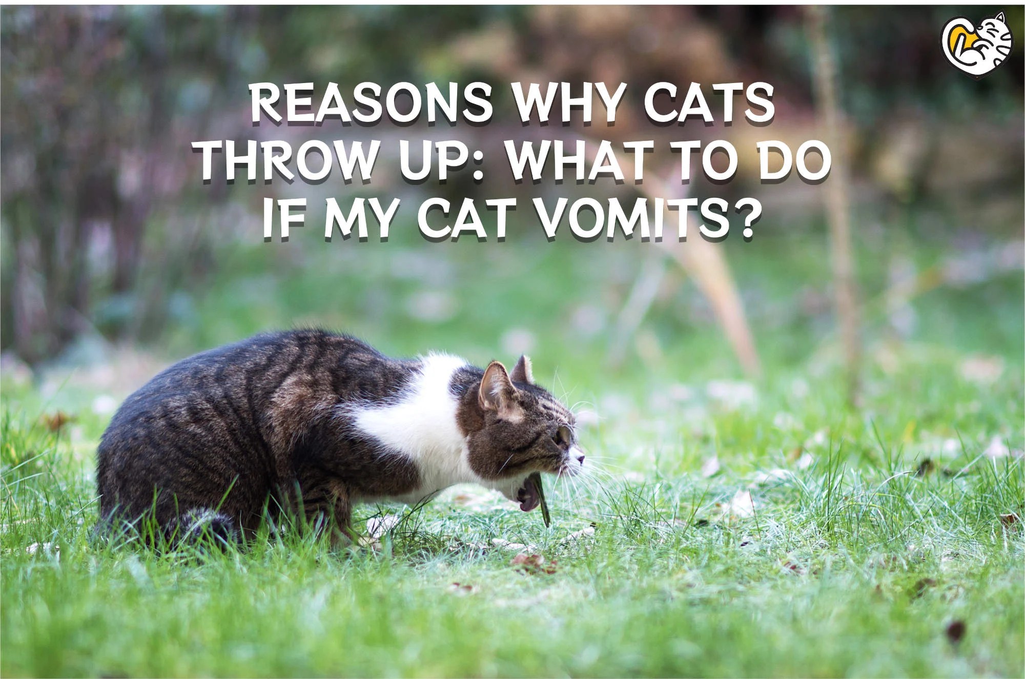 Reasons Why Cats Throw Up What to Do if My Cat Vomits?