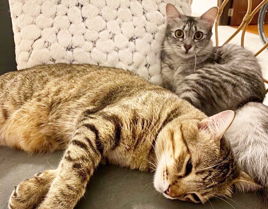 35 Pet Adoption Platforms in Malaysia & Offline) The Ultimate List