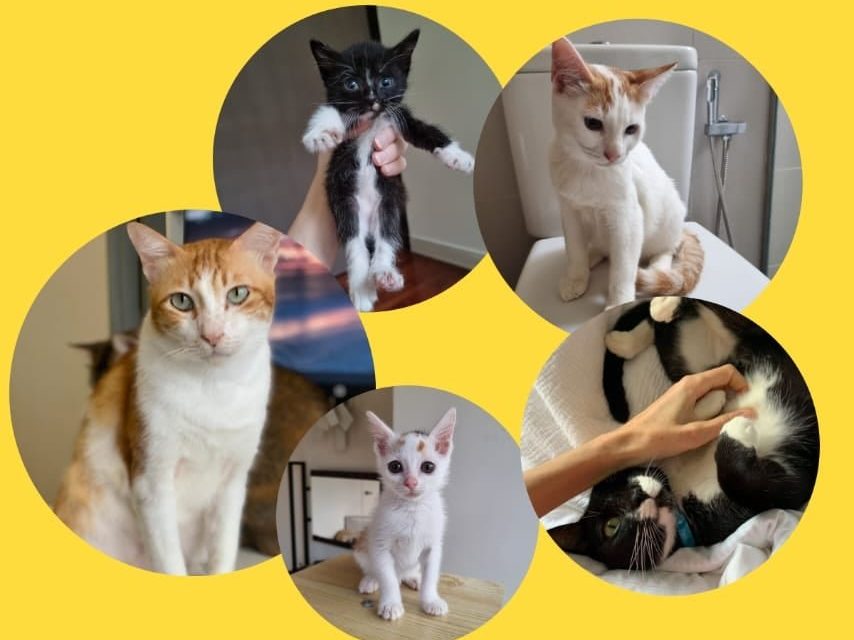 35 Pet Adoption Platforms in Malaysia & Offline) The Ultimate List