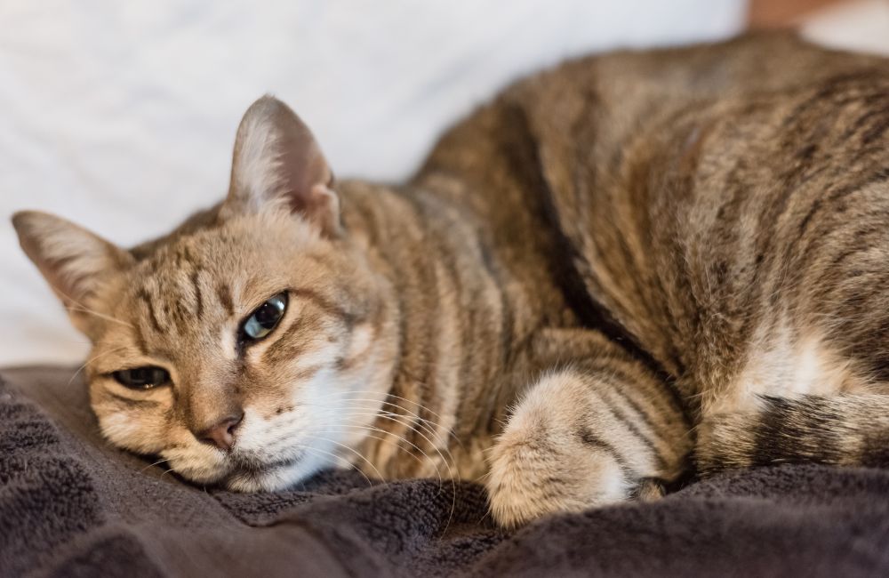 Grace Cat Best FreezeDried Pet Food for Cats & Dogs Malaysia