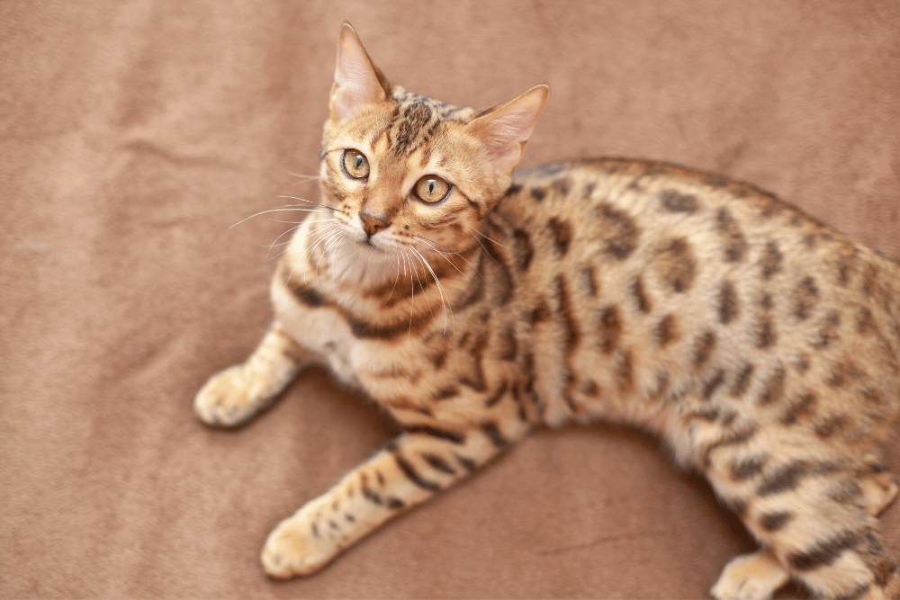 The Ultimate Bengal Cat Guide in Malaysia