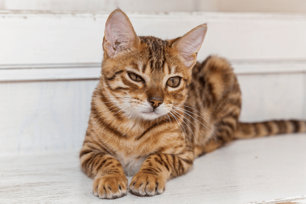 The Ultimate Bengal Cat Guide in Malaysia