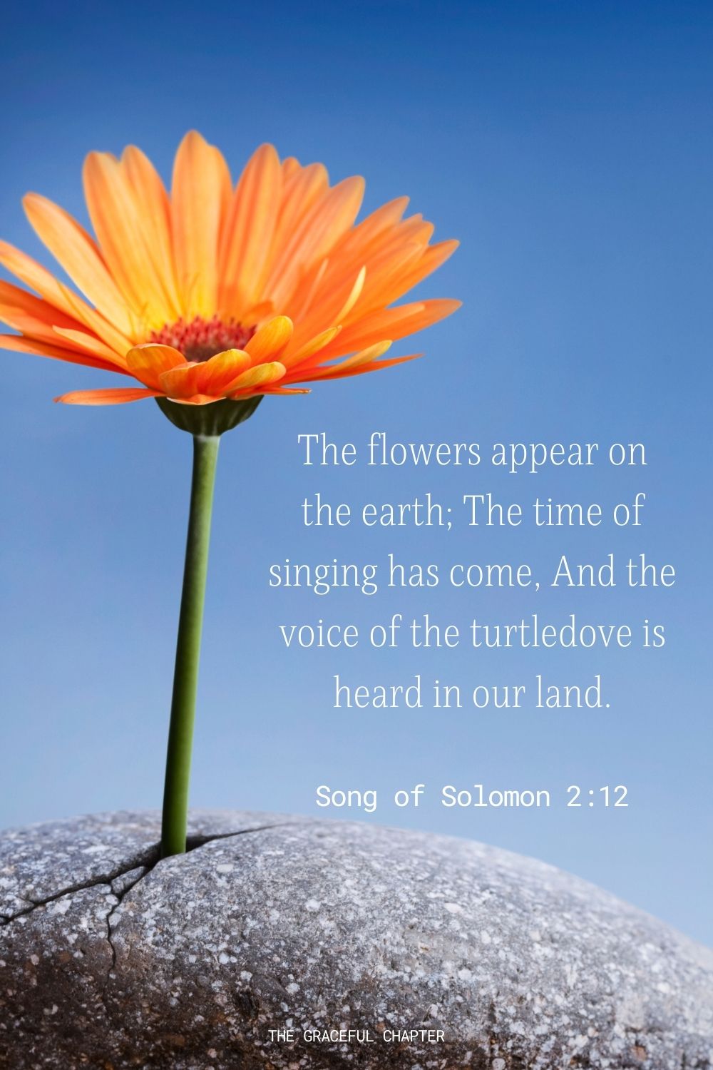 33 Bible Verses About Flowers The Graceful Chapter