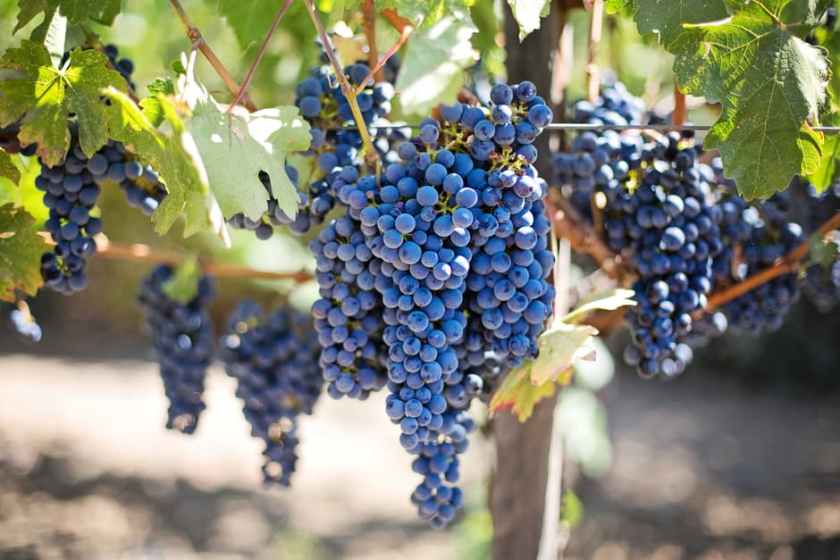 Missouri Grows Wine Grapes You’ve Never Heard Of The Grape Geeks