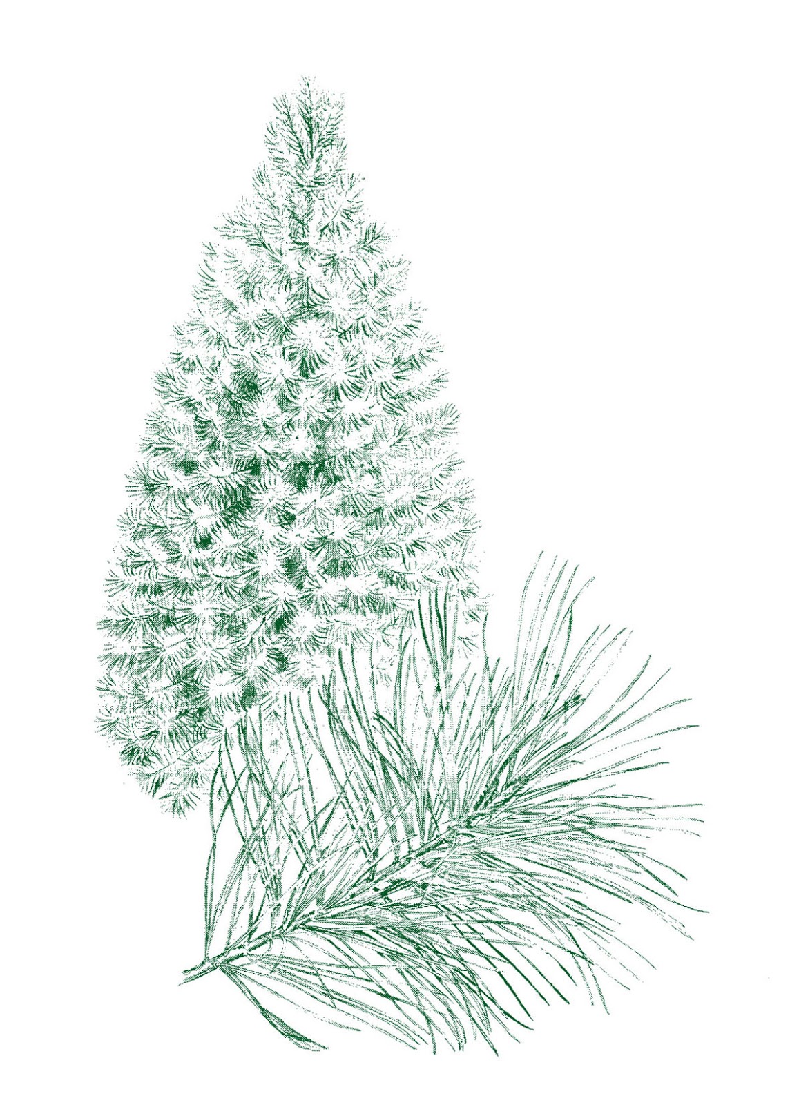 Retro Clip Art Natural Looking Pine Tree The Graphics Fairy