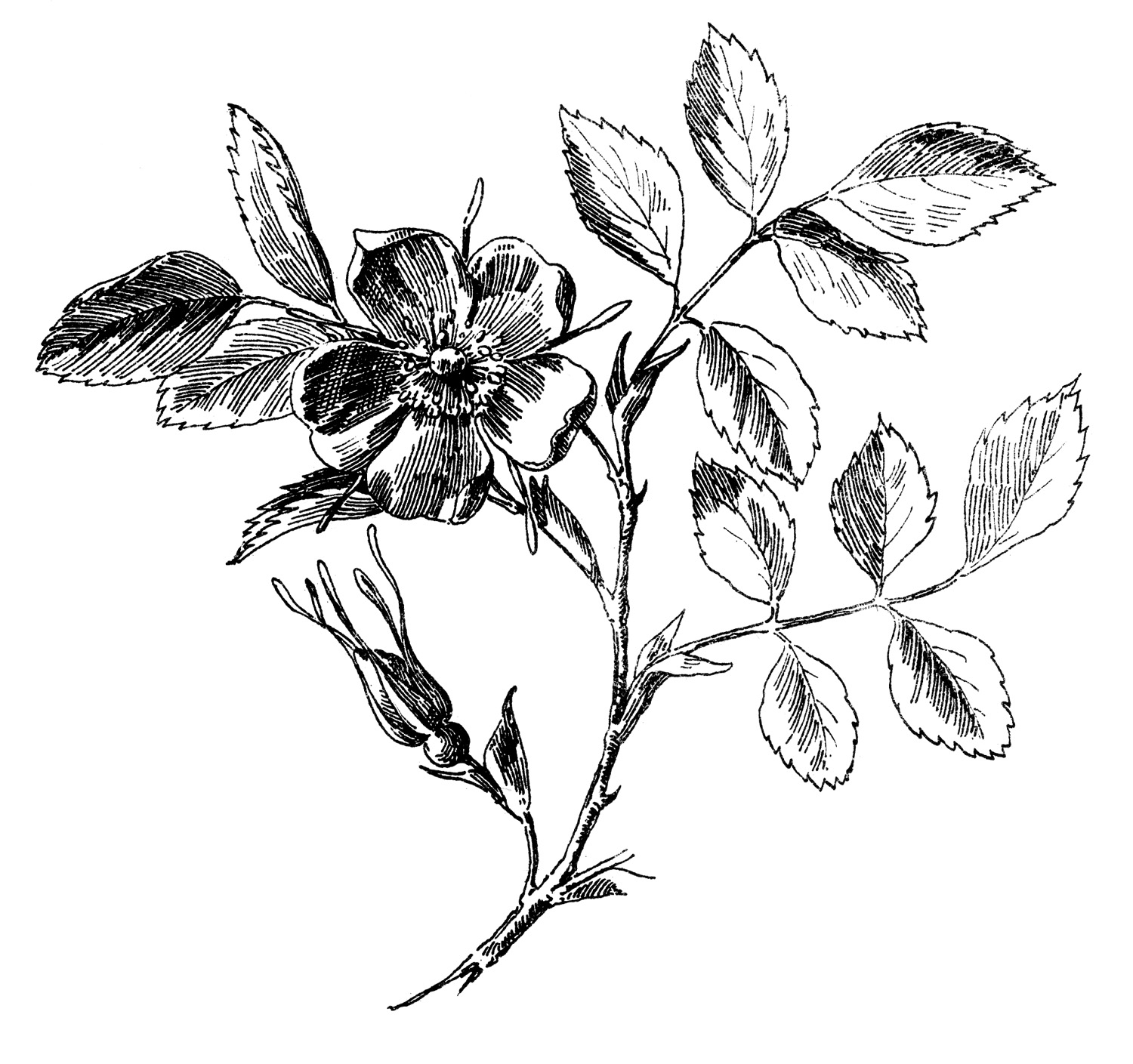Antique Graphic Wild Rose Engraving The Graphics Fairy