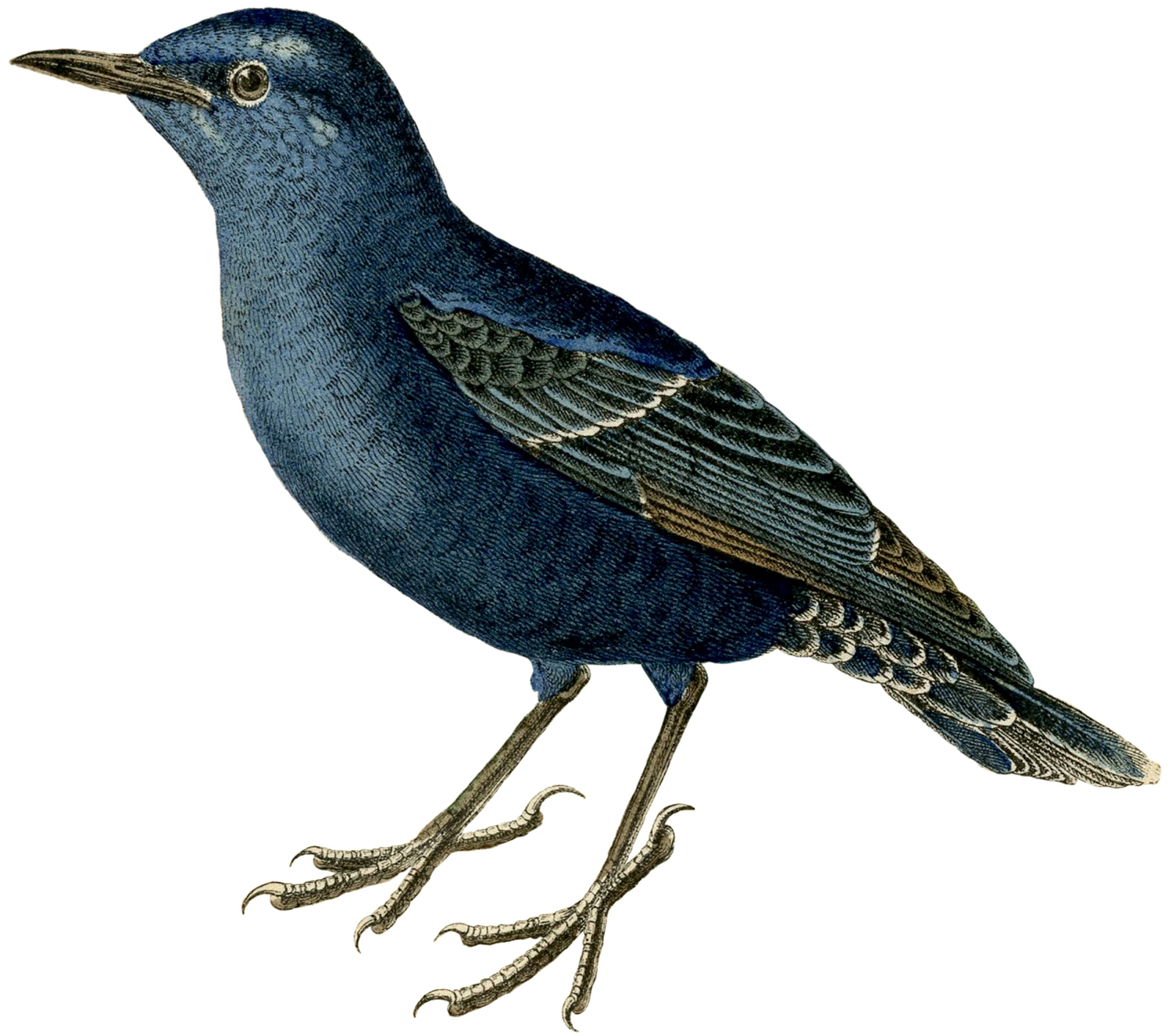 Fantastic Old Bird Picture Natural History The Graphics Fairy