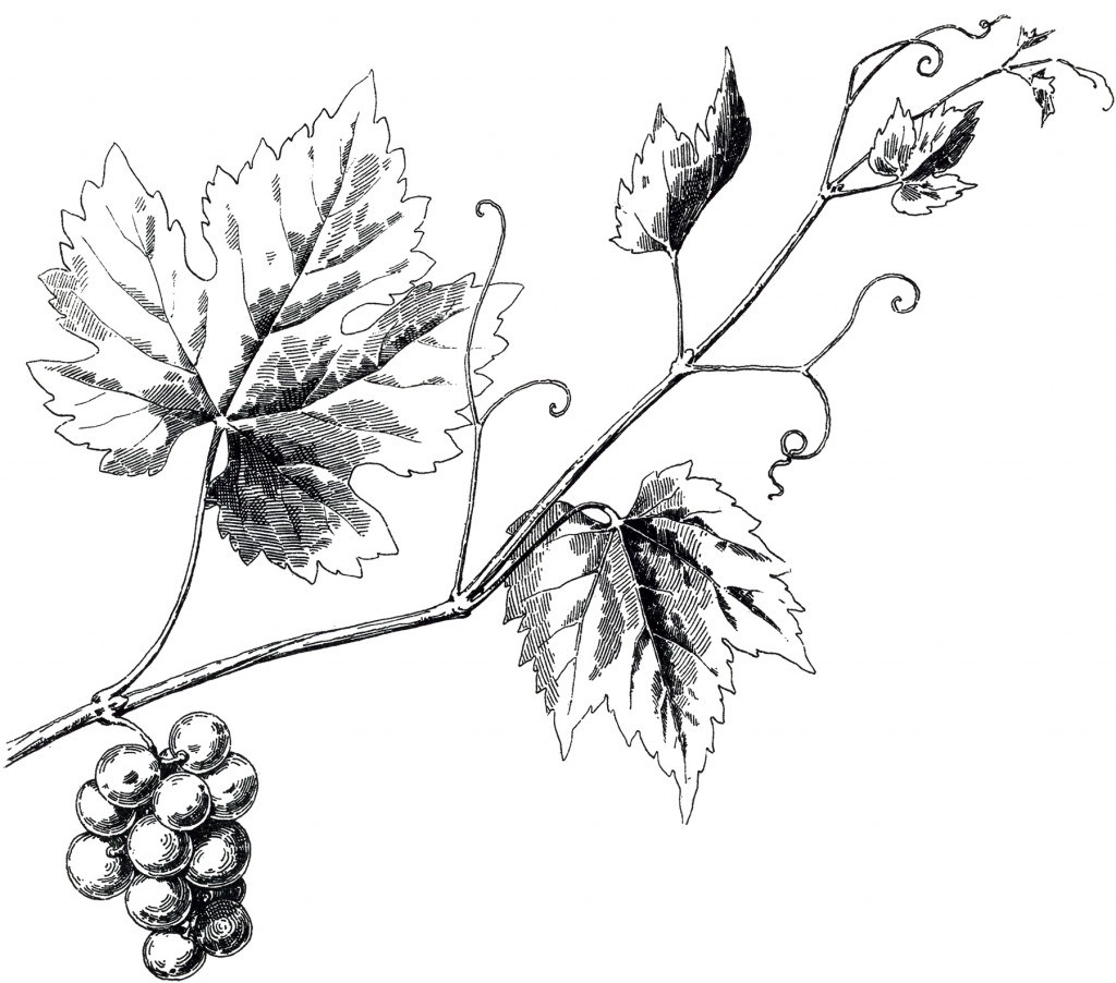 Vintage Grapevine Image The Graphics Fairy