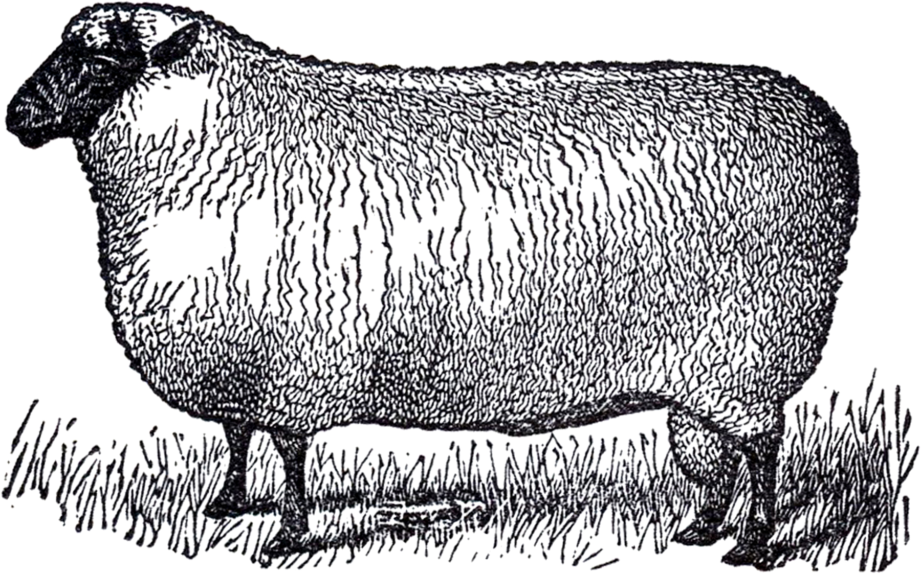 Primitive Vintage Sheep Image The Graphics Fairy