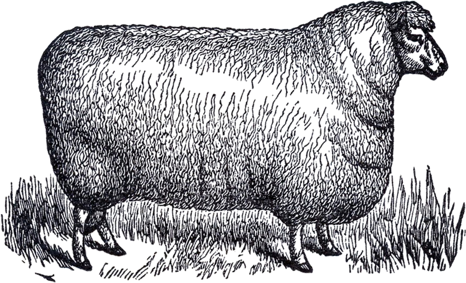 Vintage Sheep Clip Art White and Black The Graphics Fairy