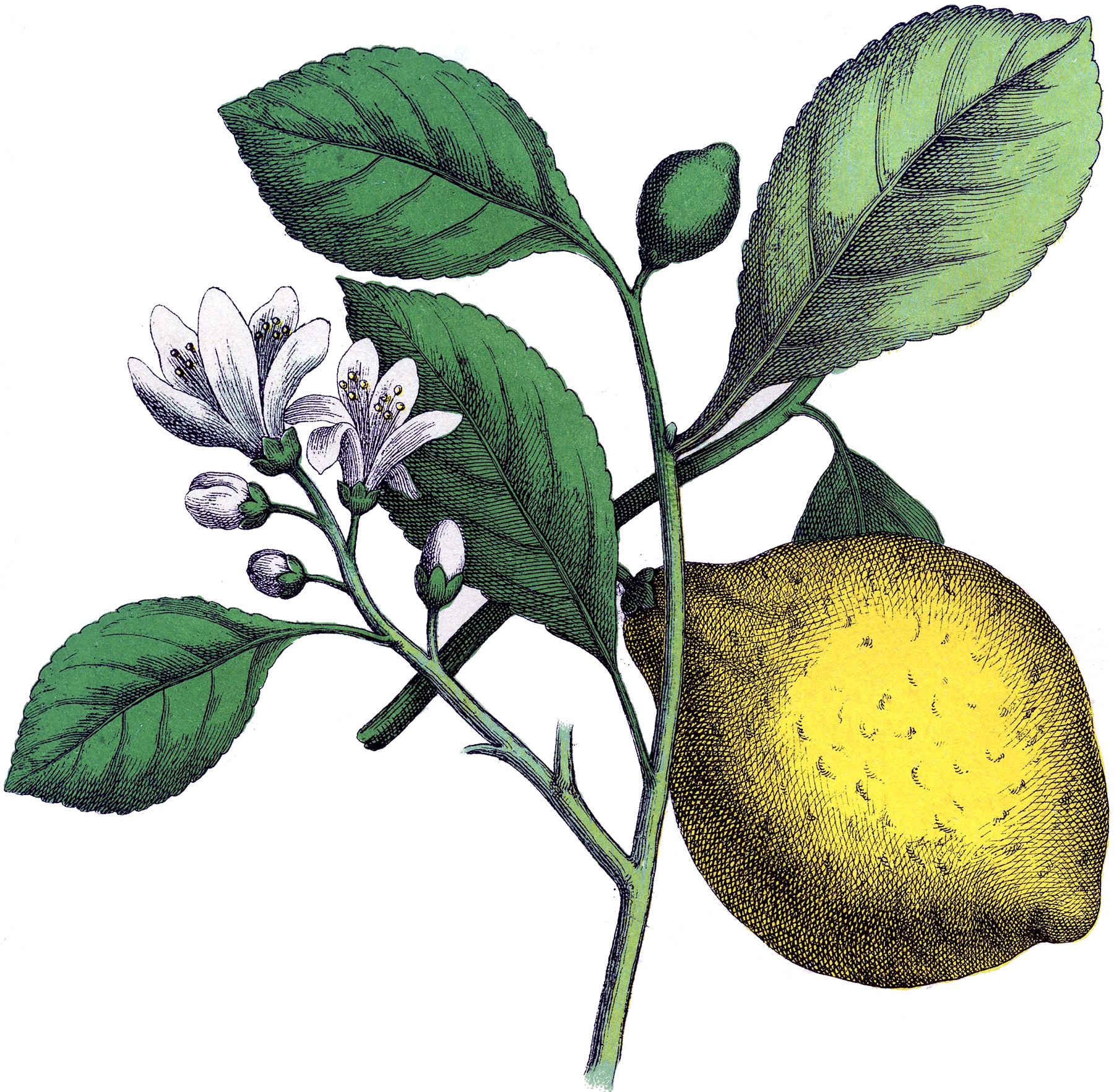 Fantastic Botanical Lemon Image! The Graphics Fairy