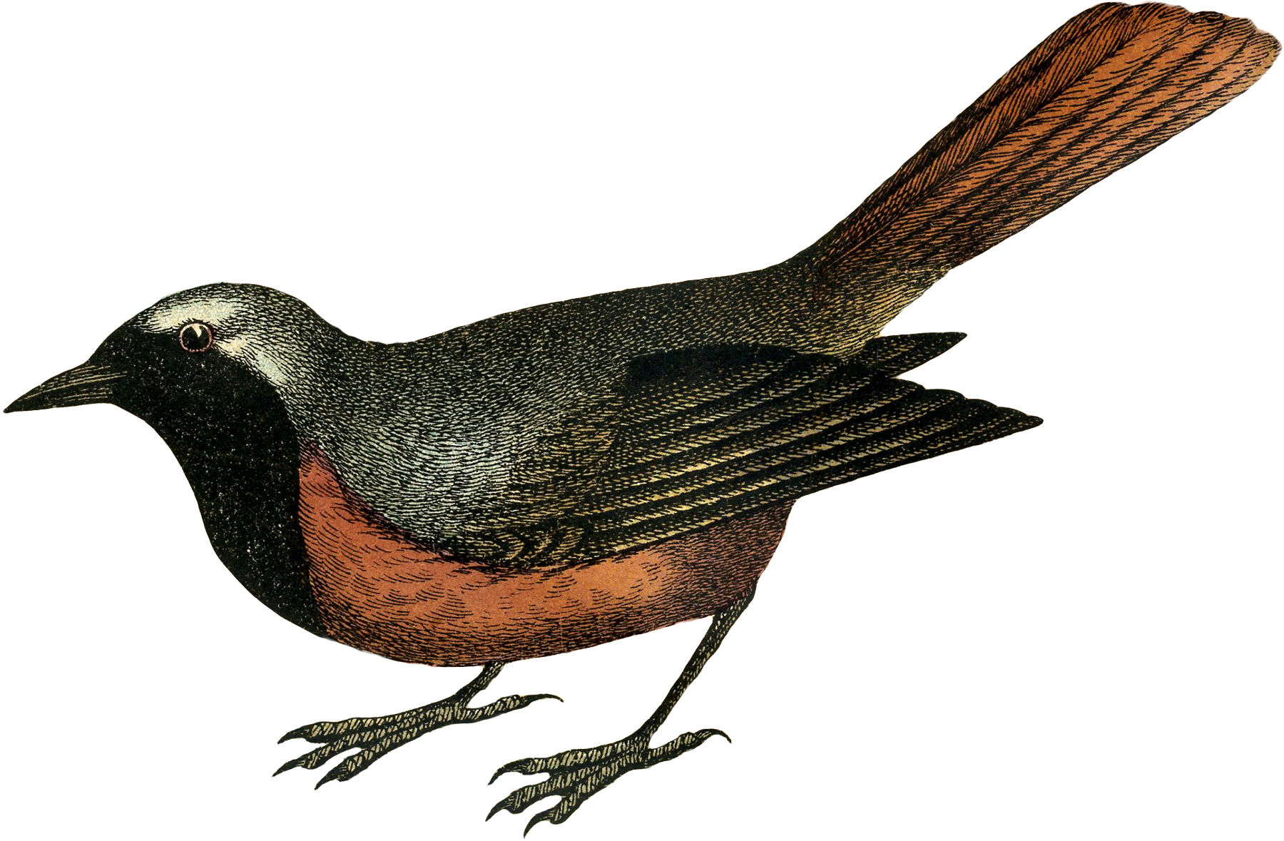 Vintage Bird Engraving! The Graphics Fairy