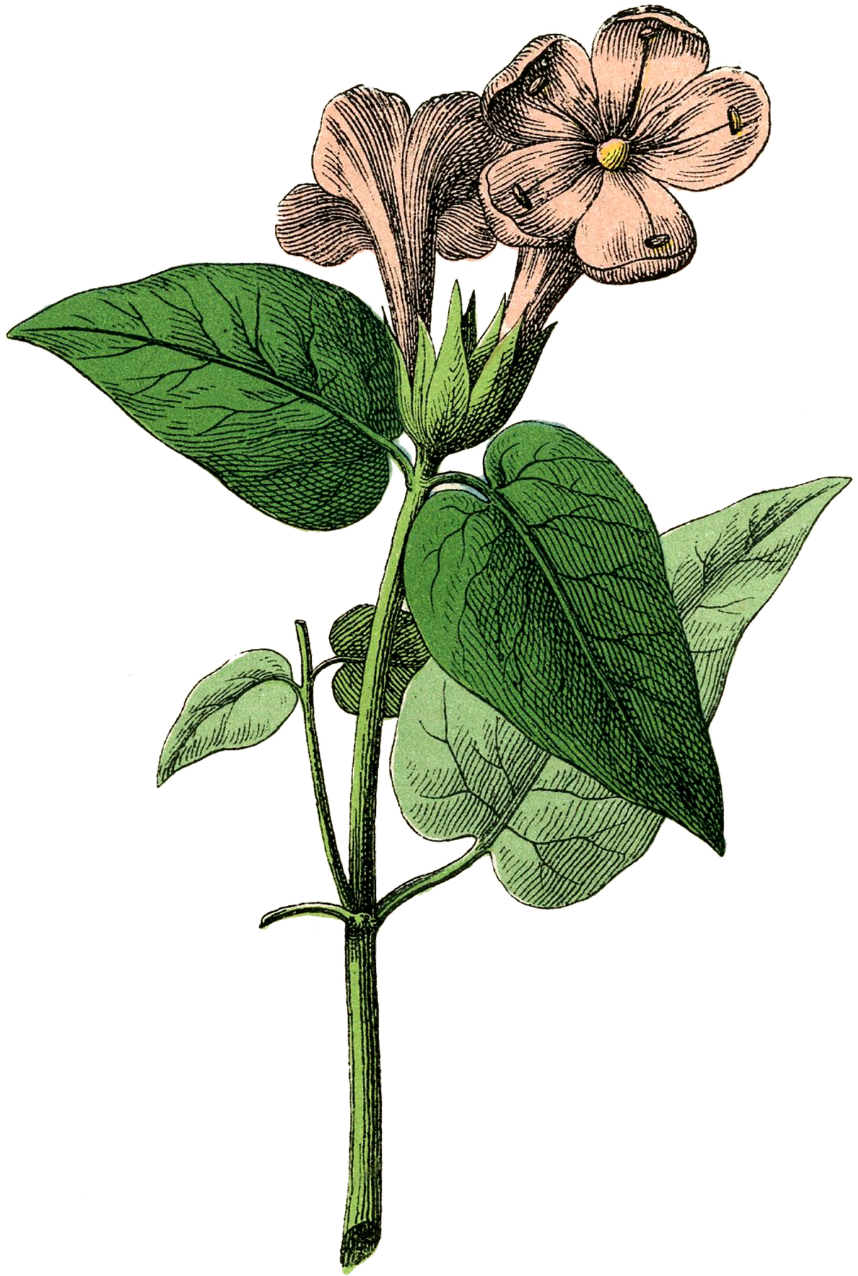 Pretty Botanical Flower Stock Image! The Graphics Fairy