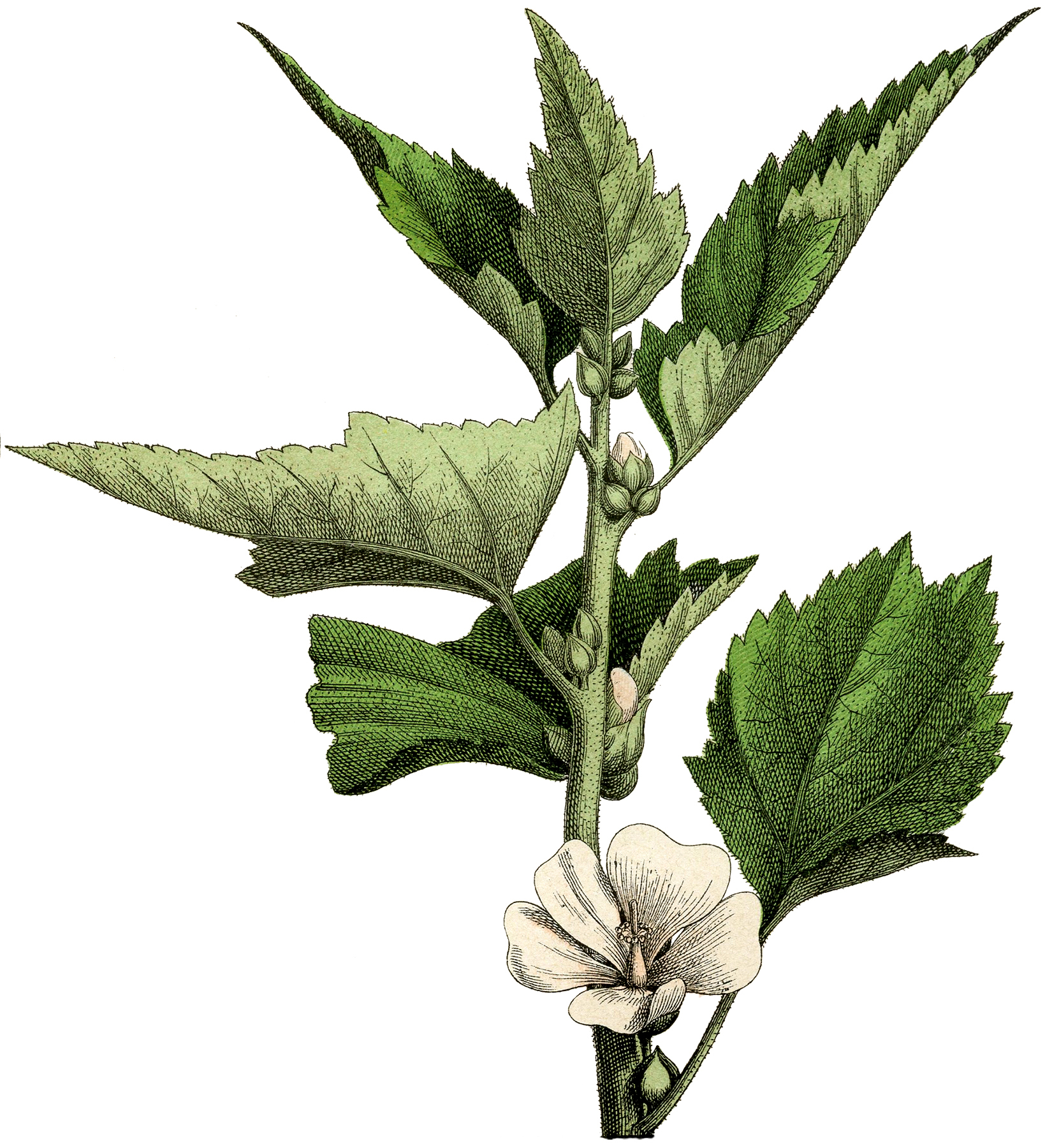 Delicate Floral Botanical Engraving! The Graphics Fairy