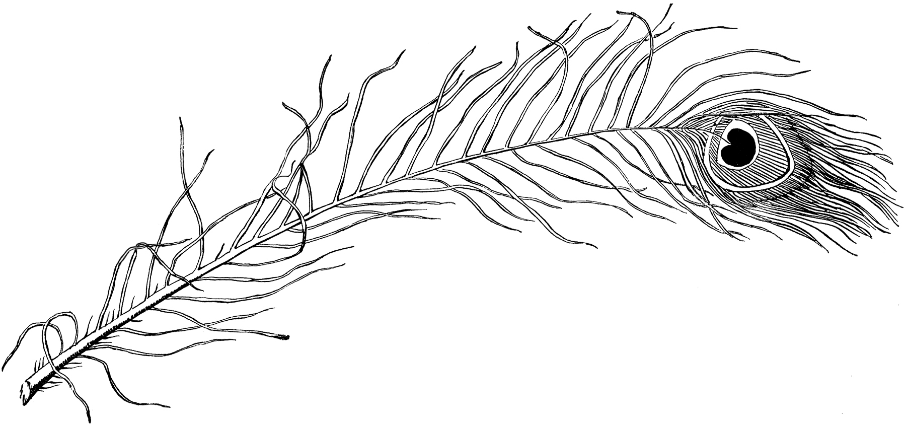 Free Peacock Feather Image Fabulous!! The Graphics Fairy