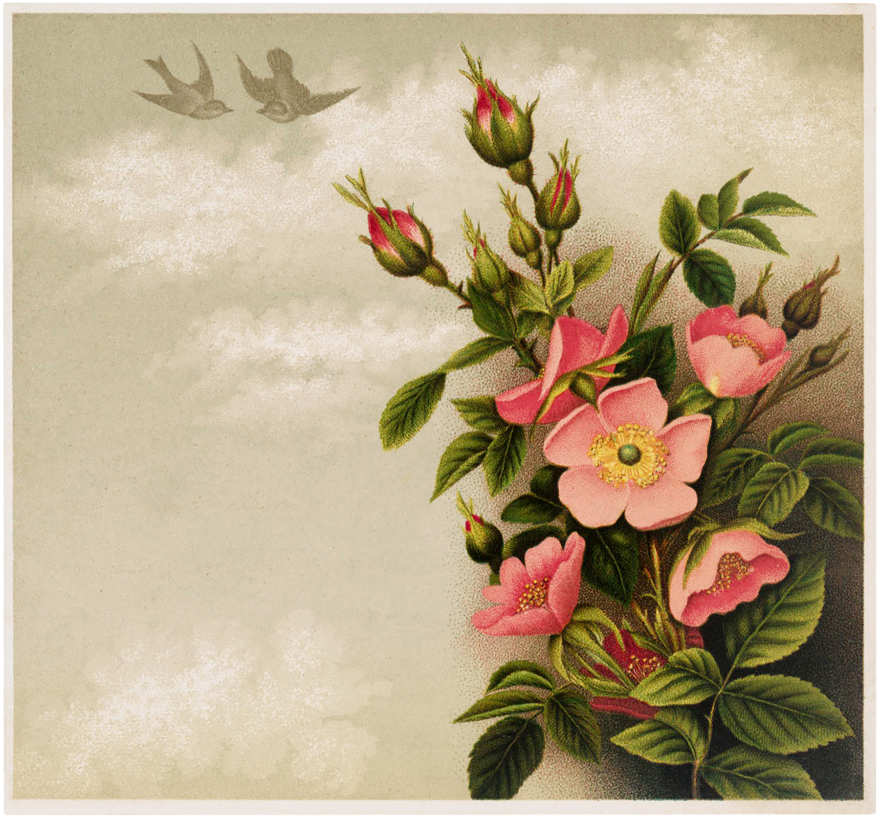 Pretty Pink Roses and Birds Image! The Graphics Fairy