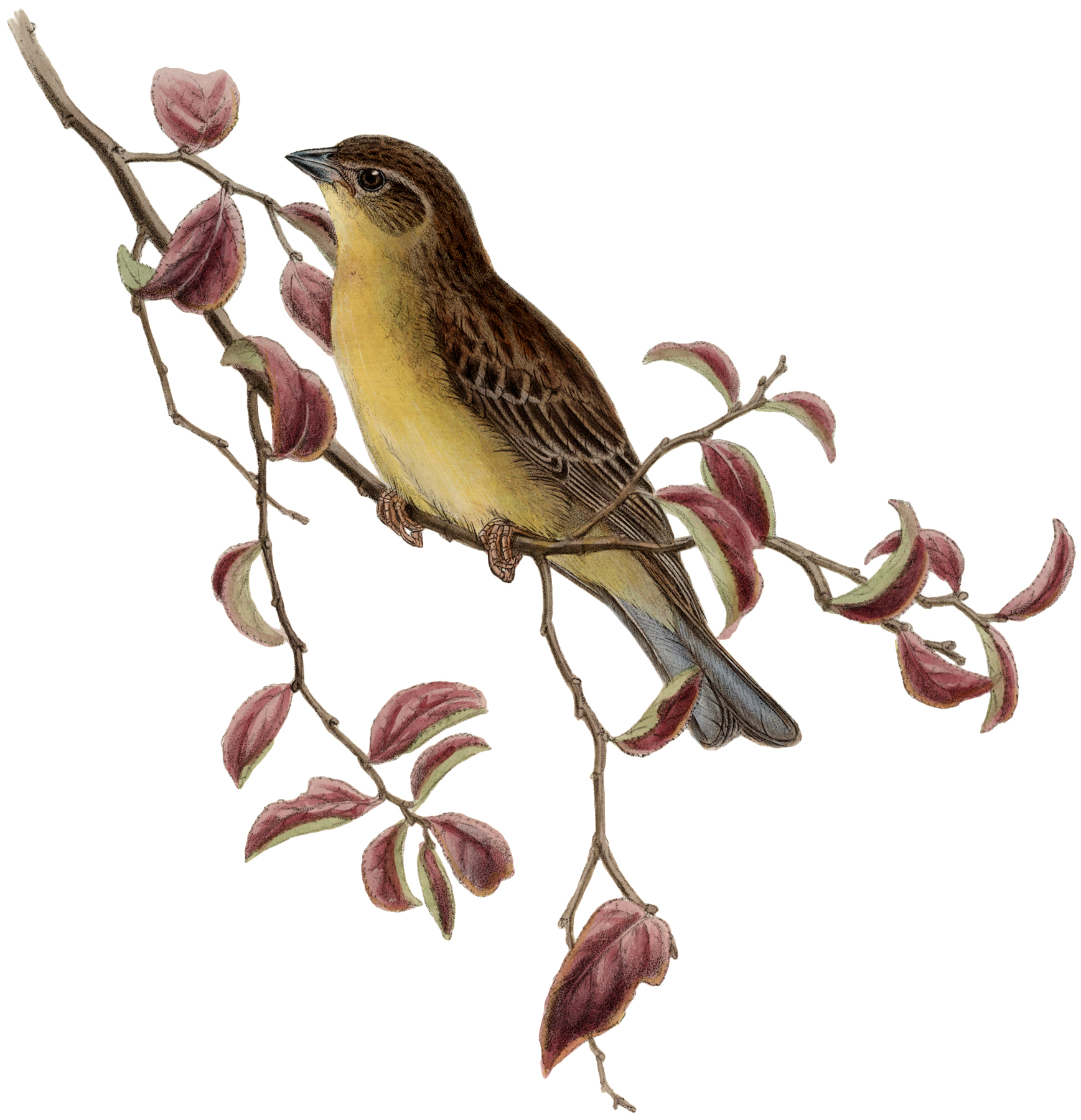 Vintage Bird Picture 2022 Up To Date