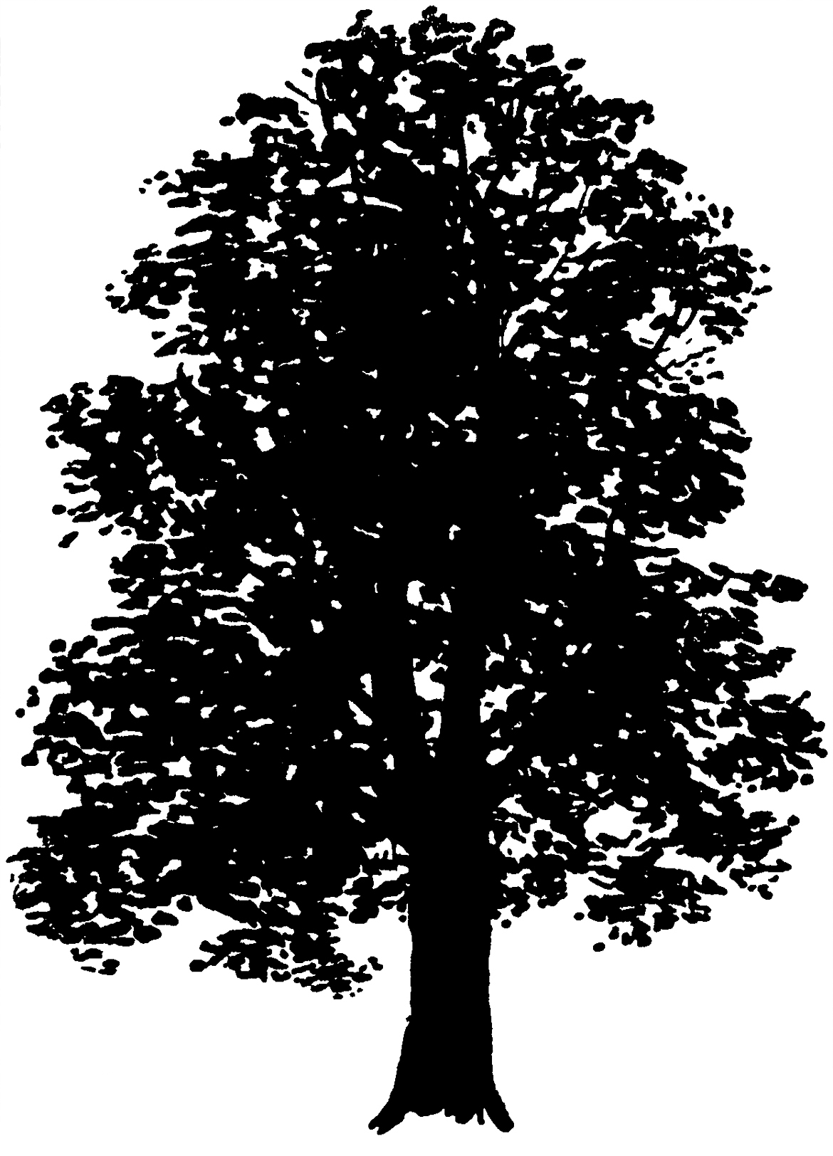 36 Tree Clipart Trees Images Free! The Graphics Fairy
