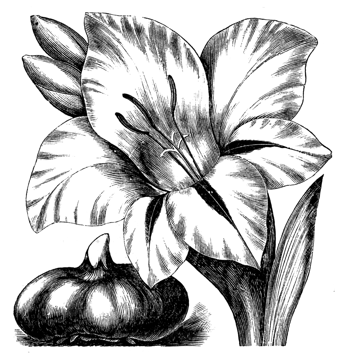 23 Flower Clipart Black and White! The Graphics Fairy