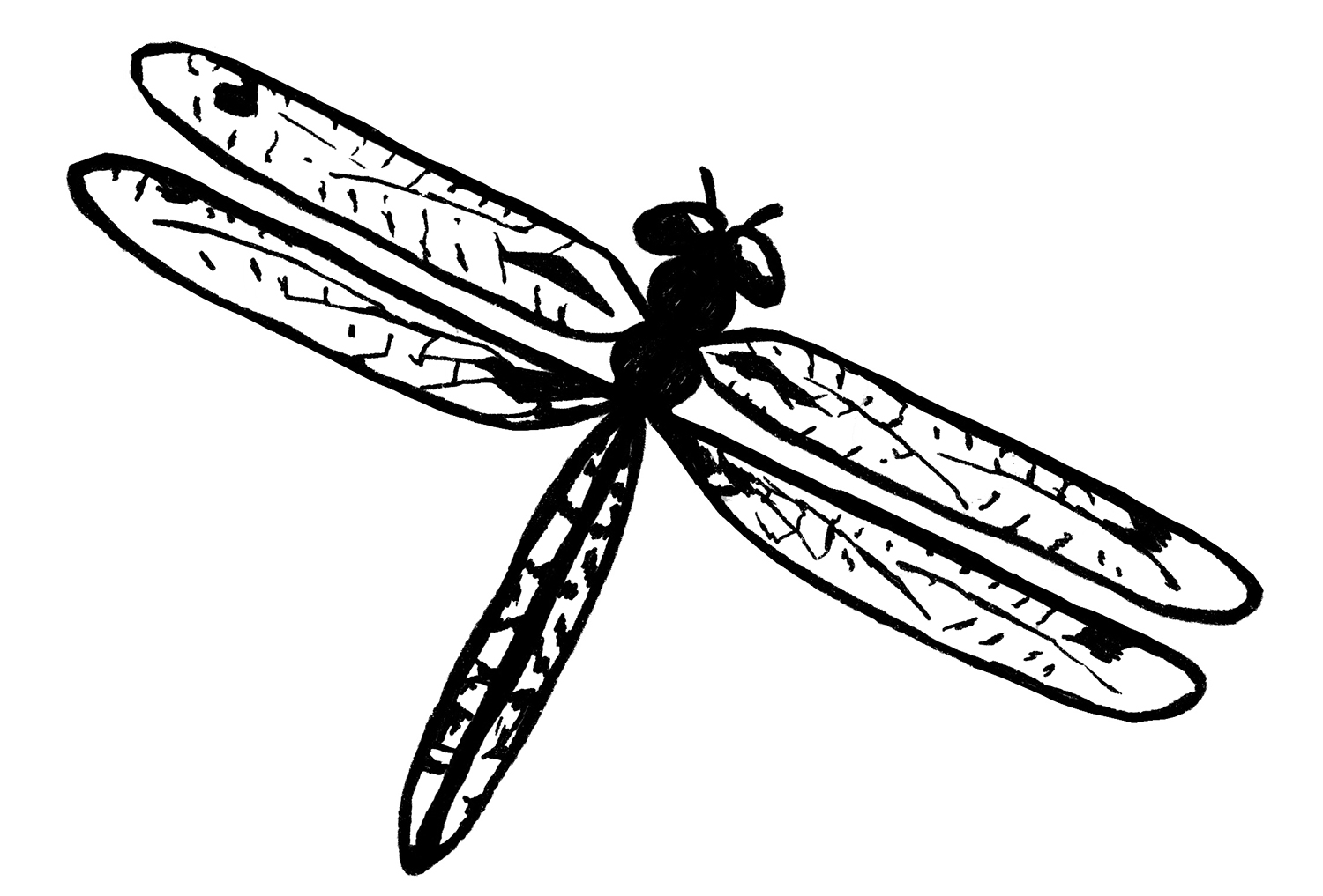 Easy Dragonfly Drawing (4 Steps)! The Graphics Fairy