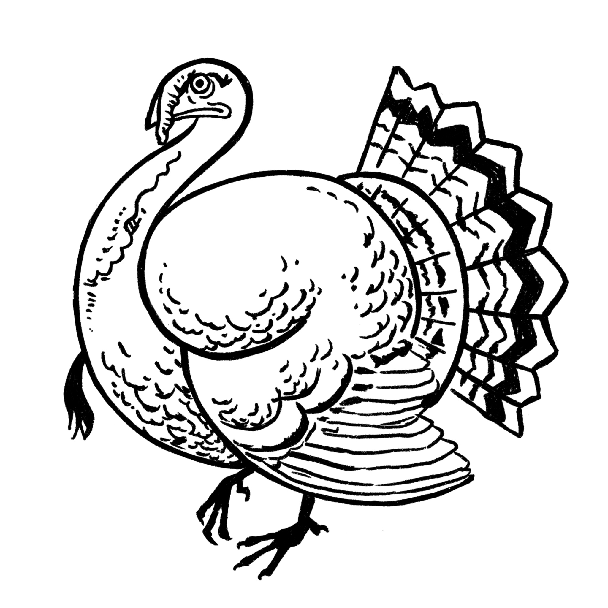 Turkey Drawing {7 Easy Steps}! The Graphics Fairy