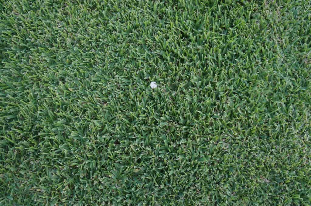 Texas Native St. Augustine The Grass Outlet