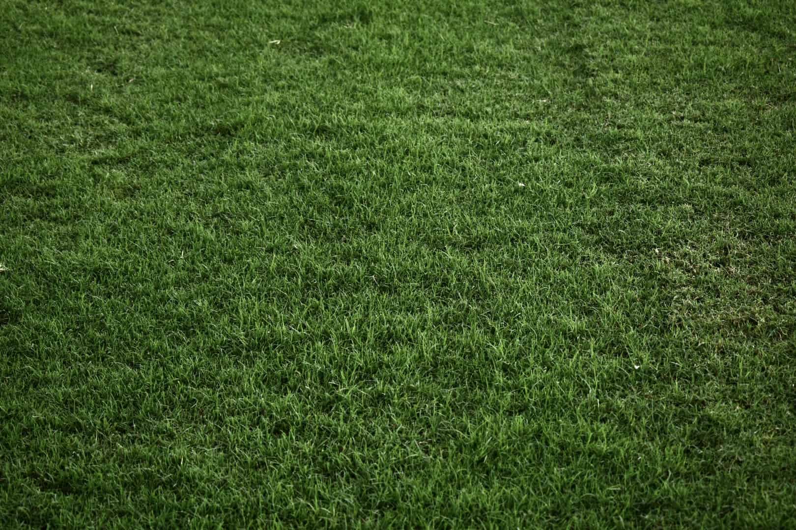 Austin Sod Grass — The Grass Outlet Austin, Texas