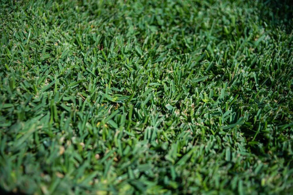 Raleigh St. Augustine Grass Sod Thriving in Texas The Grass Outlet