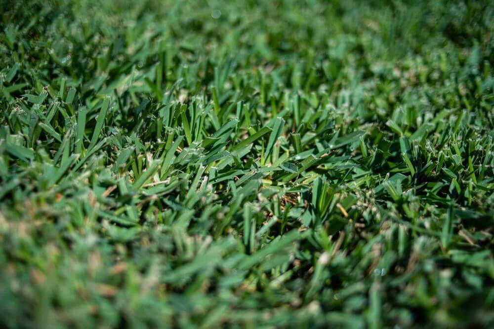 Raleigh St. Augustine Grass Sod Thriving in Texas The Grass Outlet