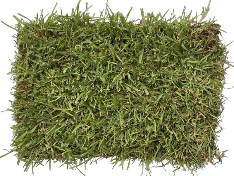 Cavalier Zoysia Grass The Grass Store